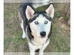 Huskies Mix DOG FOR ADOPTION RGADN-1255243 - PARCHEESI - Husky / Mixed (medium