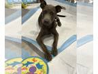 Labrador Retriever Mix DOG FOR ADOPTION RGADN-1255252 - Dana - Labrador