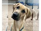 Great Dane DOG FOR ADOPTION RGADN-1255254 - Ringo - Great Dane / Bloodhound Dog