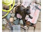 American Staffordshire Terrier Mix DOG FOR ADOPTION RGADN-1255256 - Bobbi Jo -