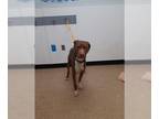 American Pit Bull Terrier DOG FOR ADOPTION RGADN-1255268 - KLEIN - Pit Bull