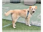 Retriever -Shiba Inu Mix DOG FOR ADOPTION RGADN-1255276 - POOH - Retriever /