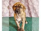 Labrador Retriever Mix DOG FOR ADOPTION RGADN-1255286 - Momma Ruby Pup - Rusty -