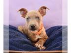 Labrador Retriever-Plott Hound Mix DOG FOR ADOPTION RGADN-1255291 - Mama Adira