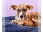 Labrador Retriever-Plott Hound Mix DOG FOR ADOPTION RGADN-1255298 - Mama Adira