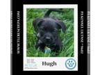 Miniature Labradoodle DOG FOR ADOPTION RGADN-1255306 - Hugh (Small Fries) 050424