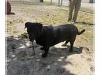 Labrador Retriever Mix DOG FOR ADOPTION RGADN-1255312 - Chubbs - Labrador