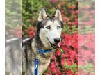 Mix DOG FOR ADOPTION RGADN-1255314 - Alpha - Husky (short coat) Dog For
