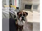 Boxer DOG FOR ADOPTION RGADN-1255323 - London - Boxer Dog For Adoption