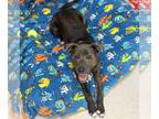 American Pit Bull Terrier Mix DOG FOR ADOPTION RGADN-1255358 - Baloo - Pit Bull