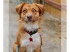 Golden Retriever-Spaniel Mix DOG FOR ADOPTION RGADN-1255371 - Susie Q - Spaniel