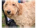 Goldendoodle DOG FOR ADOPTION RGADN-1255374 - Zoey *adoption pending - Golden