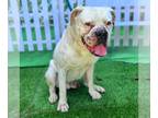 Boxer DOG FOR ADOPTION RGADN-1255404 - *MASON - Boxer (medium coat) Dog For