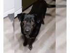 Rottweiler Mix DOG FOR ADOPTION RGADN-1255416 - Bo - Rottweiler / Mixed Dog For