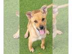 Labrador Retriever Mix DOG FOR ADOPTION RGADN-1255424 - Foxy - Terrier /