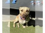 Labrador Retriever Mix DOG FOR ADOPTION RGADN-1255426 - PRETZEL - Labrador