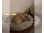 Labrador Retriever Mix DOG FOR ADOPTION RGADN-1255450 - MAYBELLE - Labrador