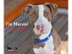 American Foxhound-Bull Terrier Mix DOG FOR ADOPTION RGADN-1255461 - Marvin -