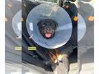 Rottweiler Mix DOG FOR ADOPTION RGADN-1255463 - LORD BRUNO - Rottweiler / Mixed