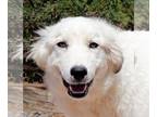 Great Pyrenees DOG FOR ADOPTION RGADN-1255465 - Charming Lil Chaz ~ Darling