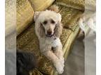 Golden Retriever Mix DOG FOR ADOPTION RGADN-1255469 - Scarlett Scribble - Poodle