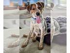 Beagle Mix DOG FOR ADOPTION RGADN-1255473 - Billy - Beagle / Mixed (short coat)