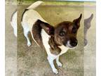 Jack Russell Terrier DOG FOR ADOPTION RGADN-1255480 - Pippa - Jack Russell