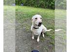 Huskies -Labrador Retriever Mix DOG FOR ADOPTION RGADN-1255487 - DA 48 Gilbert
