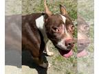 American Pit Bull Terrier DOG FOR ADOPTION RGADN-1255488 - DA 1 Louisa - Pit