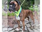 Boxer Mix DOG FOR ADOPTION RGADN-1255490 - King - Boxer / Mixed (short coat) Dog