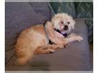 Pug Mix DOG FOR ADOPTION RGADN-1255501 - Rescue Sandy - Pug / Mixed (medium