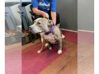 American Pit Bull Terrier Mix DOG FOR ADOPTION RGADN-1255507 - Georgie -