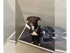 American Pit Bull Terrier Mix DOG FOR ADOPTION RGADN-1255516 - HENRY - Pit Bull