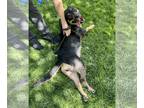 Labrottie DOG FOR ADOPTION RGADN-1255546 - Daffodil - Labrador Retriever /