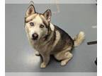 Akita-Siberian Husky Mix DOG FOR ADOPTION RGADN-1255551 - ZOOLANDER - Siberian