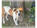 Plott Hound Mix DOG FOR ADOPTION RGADN-1255560 - STELLA - Plott Hound / Mixed