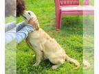 Golden Retriever DOG FOR ADOPTION RGADN-1255565 - PENDING River-4-5mth