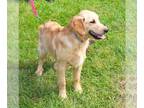 Golden Retriever DOG FOR ADOPTION RGADN-1255566 - Rainer-6 months\Neuter