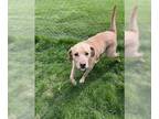 Labrador Retriever Mix DOG FOR ADOPTION RGADN-1255568 - Sam - Labrador Retriever