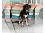 Labrador Retriever Mix DOG FOR ADOPTION RGADN-1255576 - Jack - Labrador