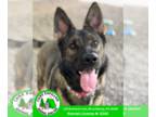 German Shepherd Dog DOG FOR ADOPTION RGADN-1255581 - Daisy - German Shepherd Dog