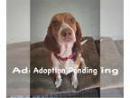 Beagle DOG FOR ADOPTION RGADN-1255582 - Mimosa - Beagle Dog For Adoption