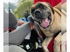 Mastiff DOG FOR ADOPTION RGADN-1255592 - George - English Mastiff Dog For