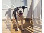 Jack-A-Bee DOG FOR ADOPTION RGADN-1255628 - Obie *BLIND* - Beagle / Jack Russell