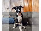 Border Collie Mix DOG FOR ADOPTION RGADN-1255630 - Lucy - Border Collie / Mixed