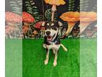 Beagleman DOG FOR ADOPTION RGADN-1255631 - Kelsey - Beagle / Doberman Pinscher /