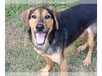 Black and Tan Coonhound Mix DOG FOR ADOPTION RGADN-1255638 - ERNIE - Black and