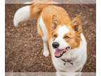Texas Heeler DOG FOR ADOPTION RGADN-1255648 - CANELA - Australian Shepherd /
