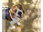 Beagle DOG FOR ADOPTION RGADN-1255678 - Spud - Beagle (medium coat) Dog For