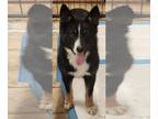 Collie-Huskies Mix DOG FOR ADOPTION RGADN-1255679 - Astra - Collie / Husky /